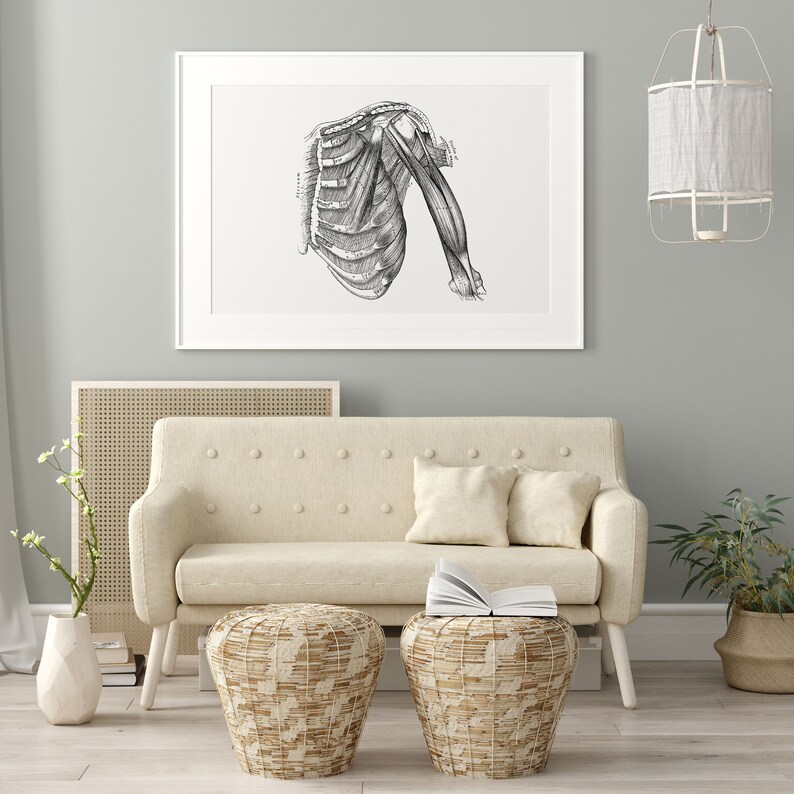 May include: A black and white anatomical illustration of the human shoulder and upper arm, showing the bones and muscles. The illustration is framed and hanging on a wall above a white couch.