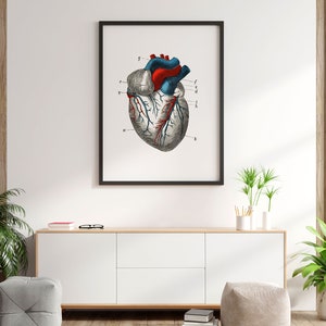 Heart Ventricle Cardiology Human Anatomy Art Print Vintage Aorta ...