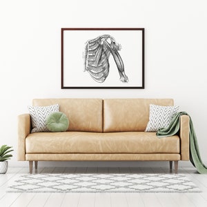 May include: A black and white anatomical illustration of the human shoulder and upper arm, framed in a brown wood frame, hanging on a white wall above a light brown leather couch with two pillows and a green throw blanket.