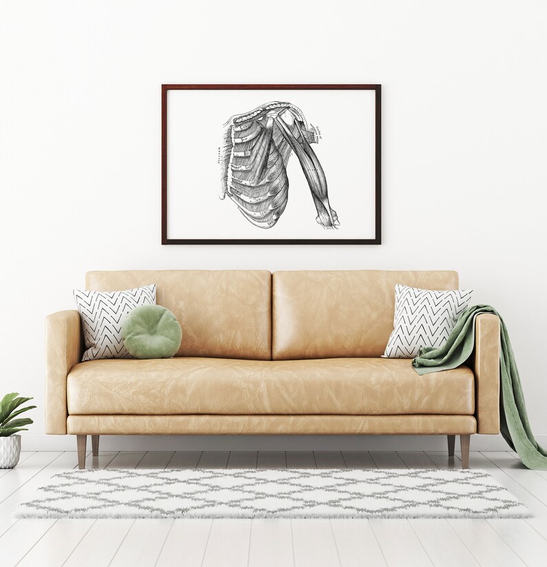 May include: A black and white anatomical illustration of the human shoulder and upper arm, framed in a brown wood frame, hanging on a white wall above a light brown leather couch with two pillows and a green throw blanket.
