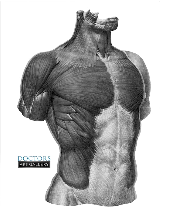 How to Draw the Human Torso and Chest  Body Figure Drawing Tutorial  How  to Draw Step by Step Drawing Tutorials