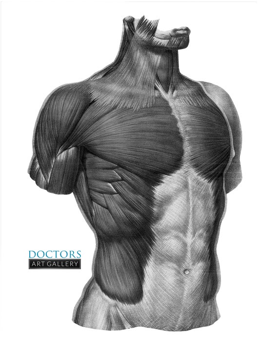 How to Draw the Human Torso and Chest  Body Figure Drawing Tutorial  How  to Draw Step by Step Drawing Tutorials