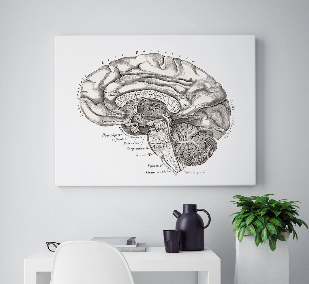 Lateral Brain Neurology Human Anatomy Vintage Art Print Medical ...
