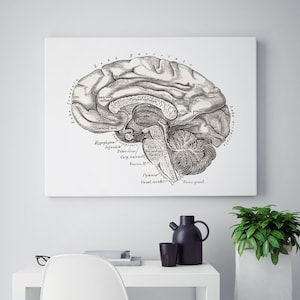 Lateral Brain Neurology Human Anatomy Vintage Art Print Medical Illustration Gift for Neurologist