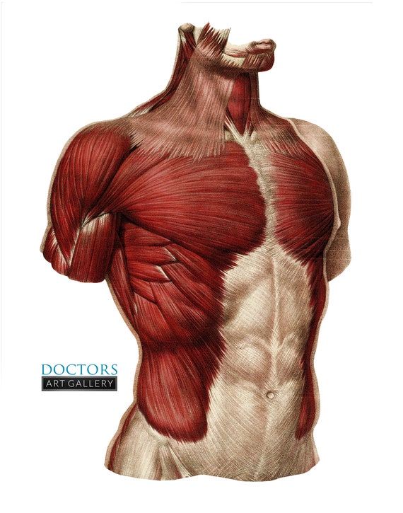 Muscles of the Chest and Abdomen Vintage Human Anatomy Art Print -   Canada