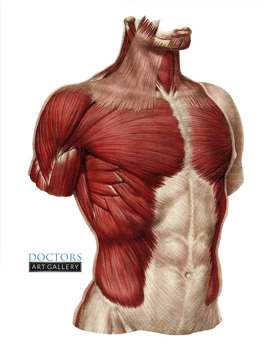 Muscles of the Chest and Abdomen Vintage Human Anatomy Art Print -   Canada