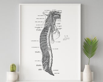 Lateral Spine Nerve Vertebrae Vintage Human Anatomy Art Print Medical Illustration