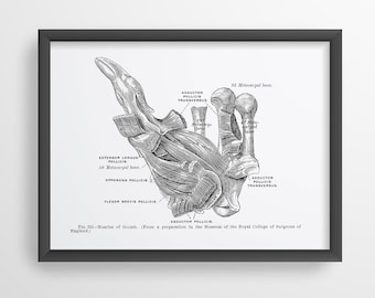 Thumb Muscle Vintage Human Anatomy Hand Art Print