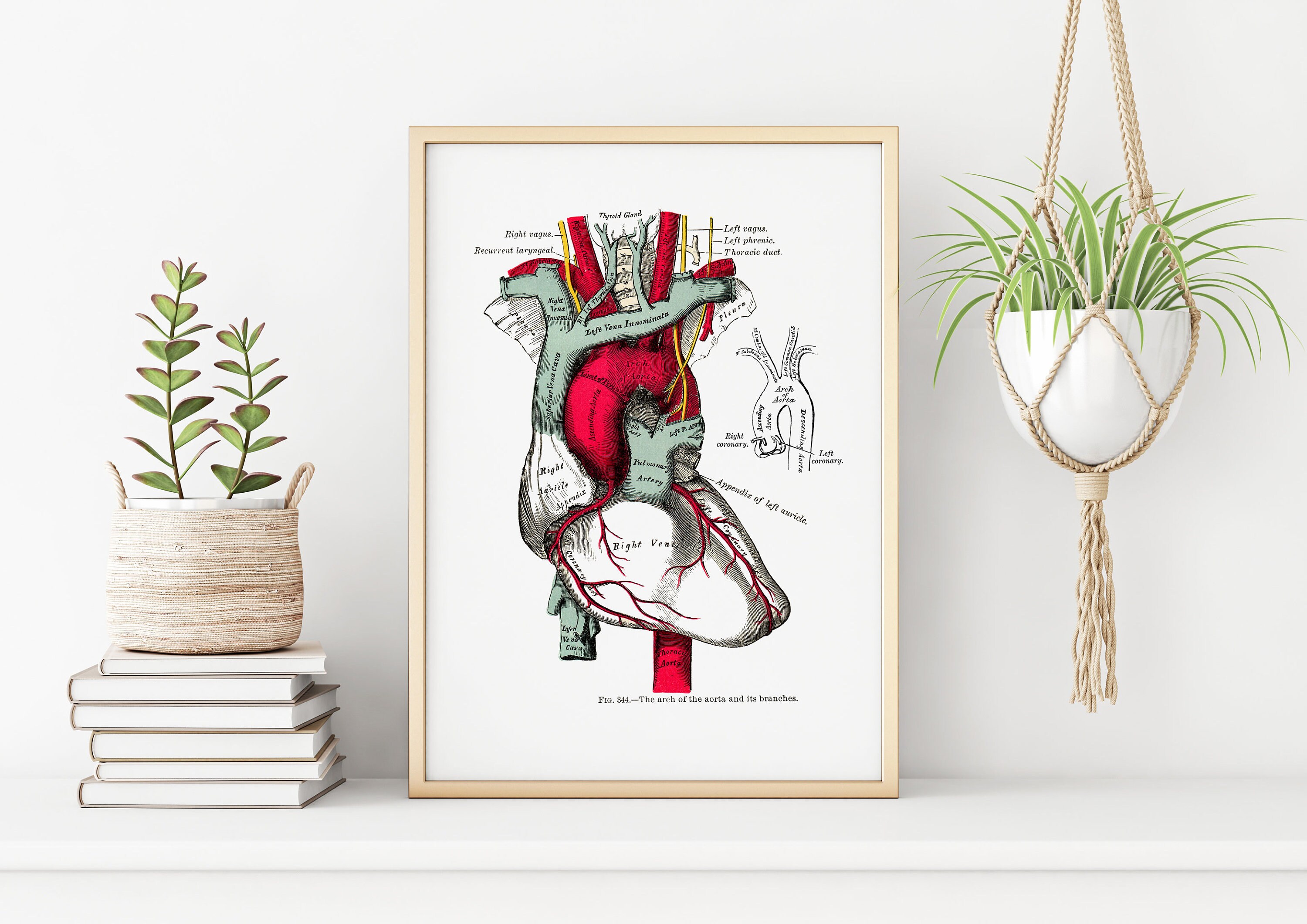 Heart Aorta Cardiology Human Anatomy Art Print Vintage Medical - Etsy