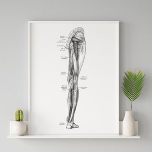 Leg Nerve Muscle Internal Popliteal Sciatic Superior Gluteal Vintage Human Anatomy Art Print