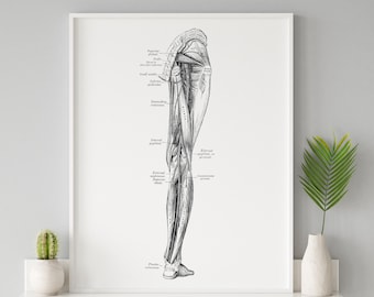 Leg Nerve Muscle Internal Popliteal Sciatic Superior Gluteal Vintage Human Anatomy Art Print