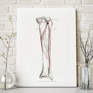 Fibula Tibia Leg Bone Ortho Vintage Human Anatomy Art Print