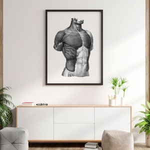 Muscles of the Chest and Abdomen Vintage Human Anatomy Black and White ...