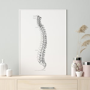 Vintage Lateral Spine Osteology Vertebrae Anatomy Art Print