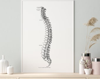 Vintage Lateral Spine Osteology Vertebrae Anatomy Art Print
