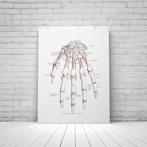 Hand Carpal Bones Phalanges Dorsal Surface Vintage Human Anatomy Art Print Medical Illustration