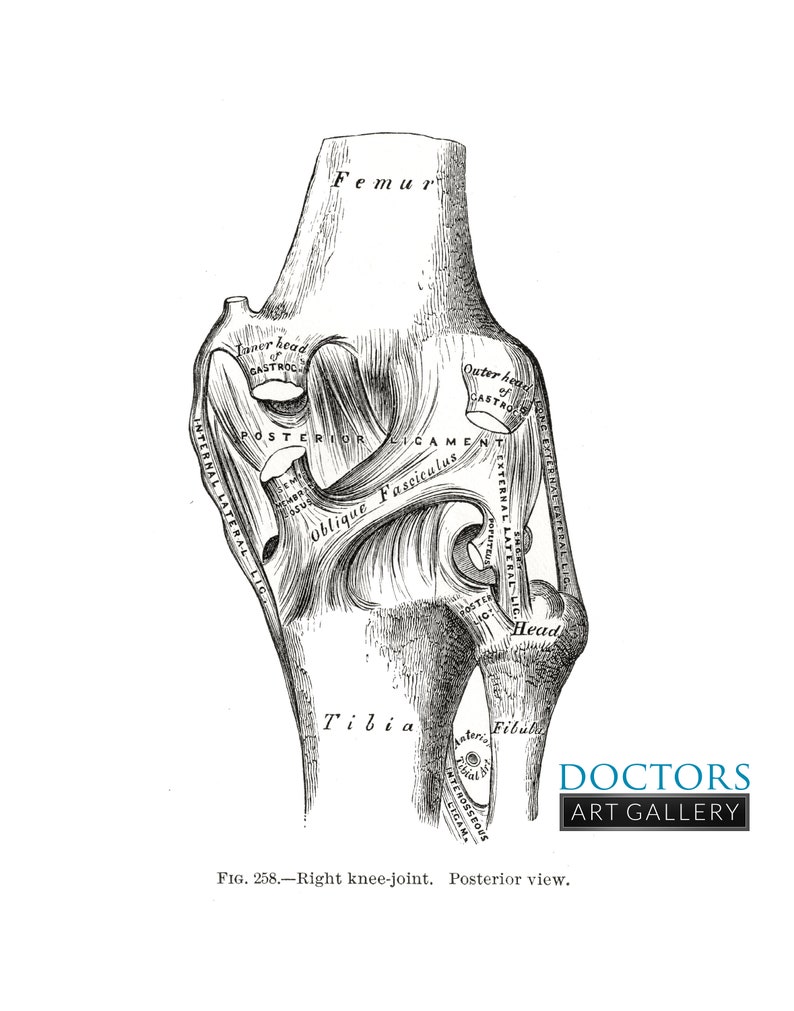 Knee Joint Posterior Ligament Oblique Fasciculus Tibia Fibula - Etsy
