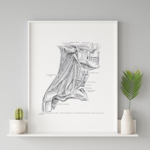Neck Muscle Sternohyoid Sternocleidomastoid Digastric Vintage Human Anatomy Art Print Medical Drawing