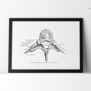 Vintage Spine Anatomy Art Print: Vertebra Illustration