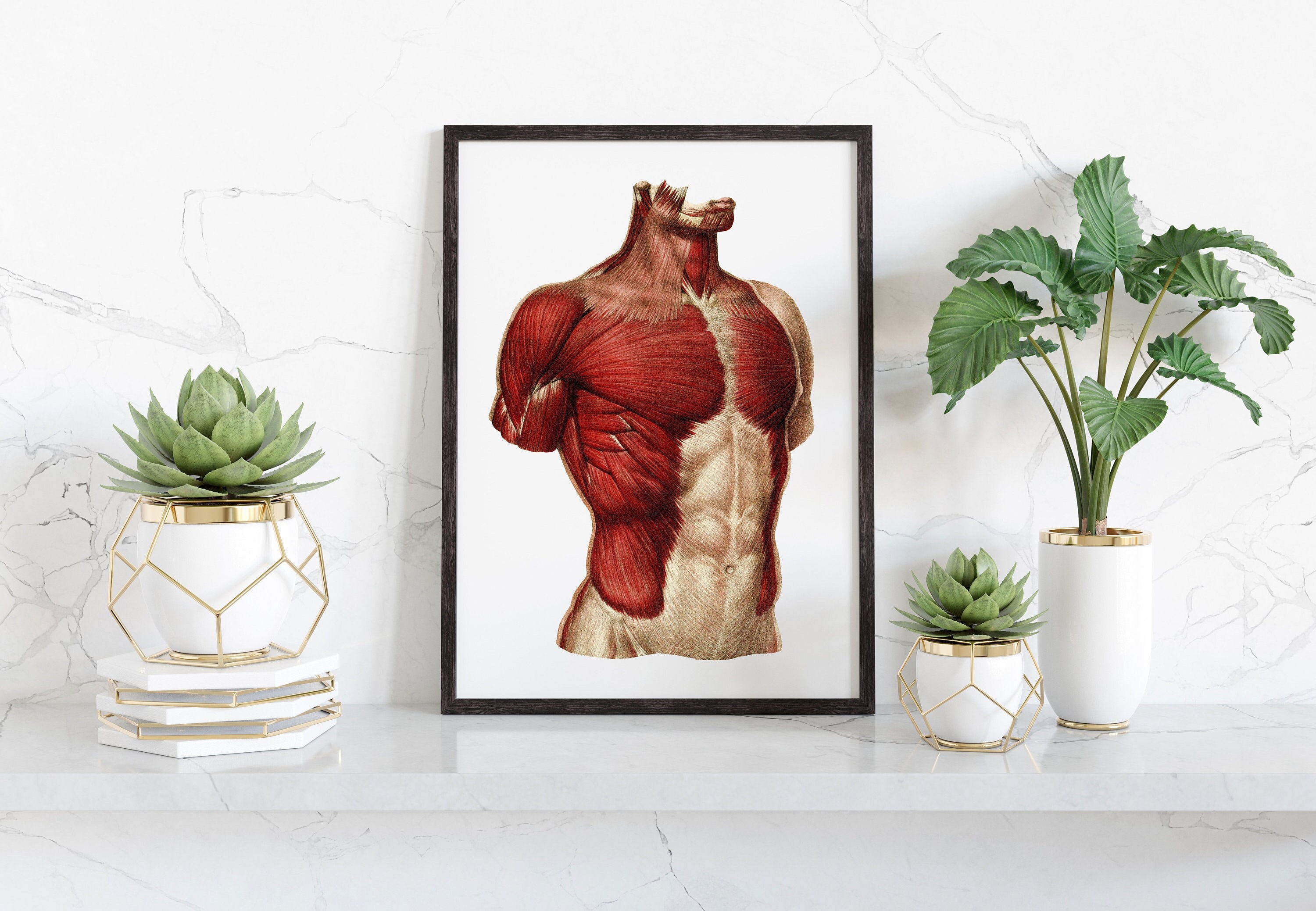 Buy Muscles of the Chest and Abdomen Vintage Human Anatomy Art Print Online  in India 