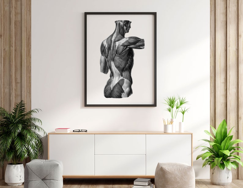 Muscles of the Back Vintage Human Anatomy Art Print Black and White - Etsy