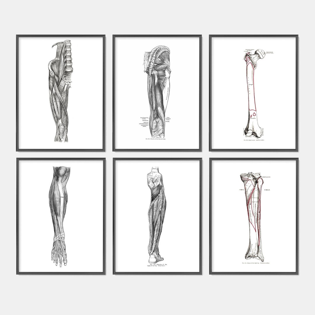 Lower Limb Leg Muscle, Femur, Tibia, Fibula Art Collection 6-piece ...