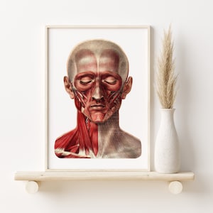 Facial Muscles Vintage Human Anatomy Art Print