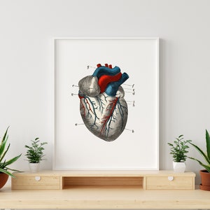 Heart Ventricle Cardiology Human Anatomy Art Print Vintage Aorta ...