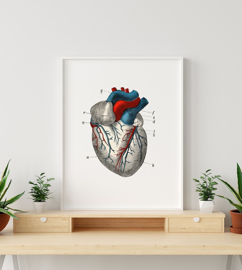 Heart Ventricle Cardiology Human Anatomy Art Print Vintage Aorta ...