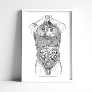 Thoracic and Abdominal Viscera Organs of Digestion Vintage Anatomy Art Print