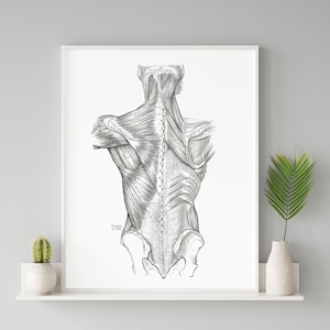 Muscles of the Back Vintage Human Anatomy Art Print