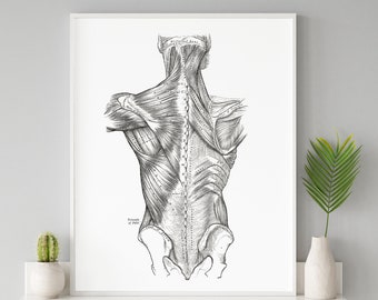 Muscles of the Back Vintage Human Anatomy Art Print