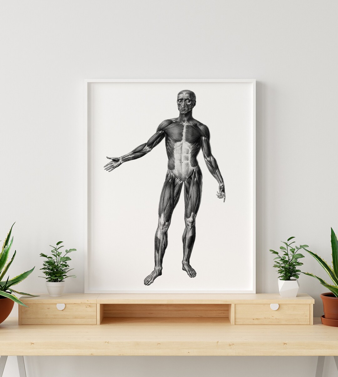 Anterior Muscular System Vintage Human Anatomy Art Full Body Print ...