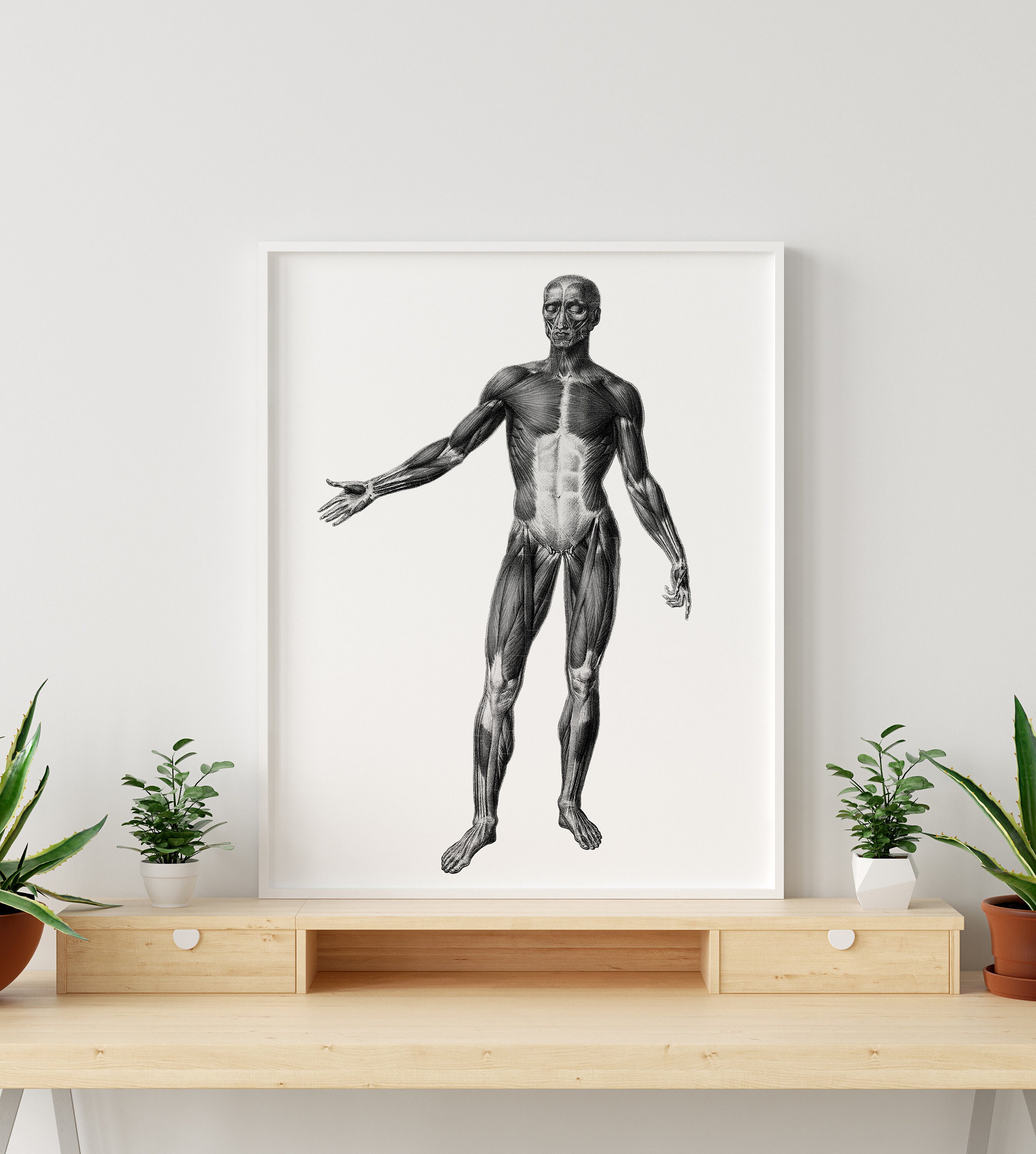 Anterior Muscular System Vintage Human Anatomy Art Full Body Print ...