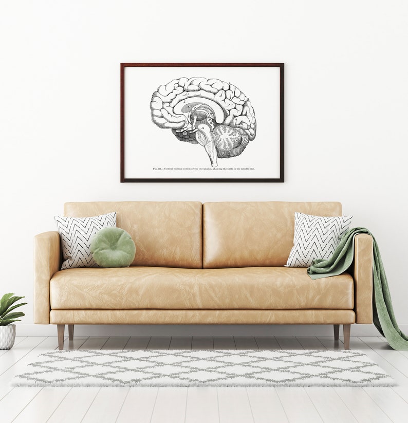 Lateral Brain Median Section Neurology Vintage Human Anatomy Art Print ...