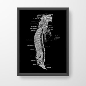 Lateral Spine Nerve Vertebrae Vintage Human Anatomy Art Print Medical Illustration Black