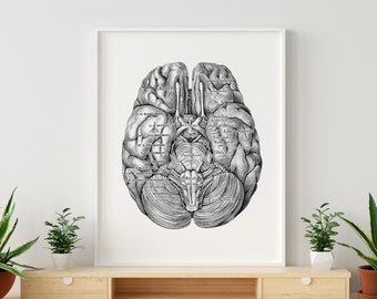 May include: A black and white anatomical illustration of the human brain with labeled parts. The brain is shown from the bottom, with the cerebellum at the bottom and the cerebrum at the top. The illustration is detailed and includes the names of various parts of the brain.