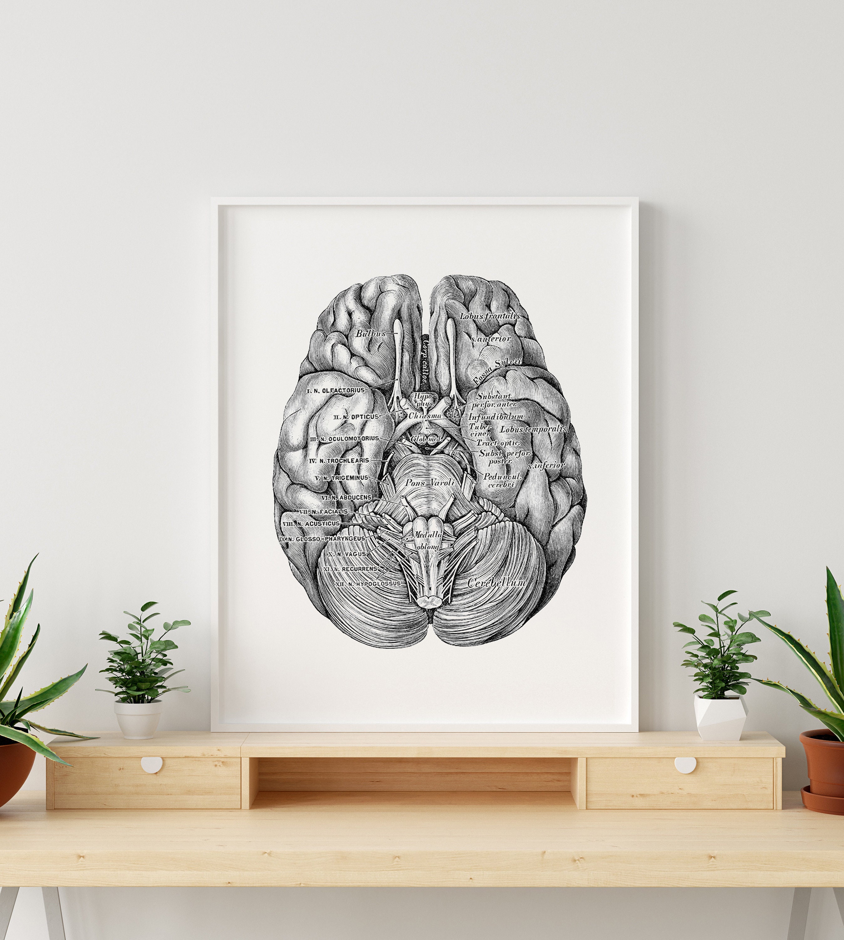 Brain Inferior Hemispheres Human Anatomy Neurology Art Print Vintage ...