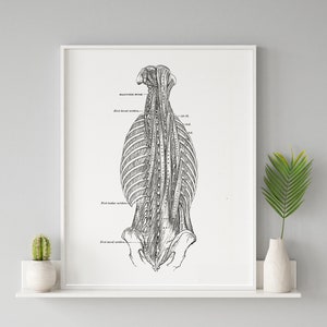 Vintage Anatomy Art Print: Deep Back Muscles, Spine Medical Illustration