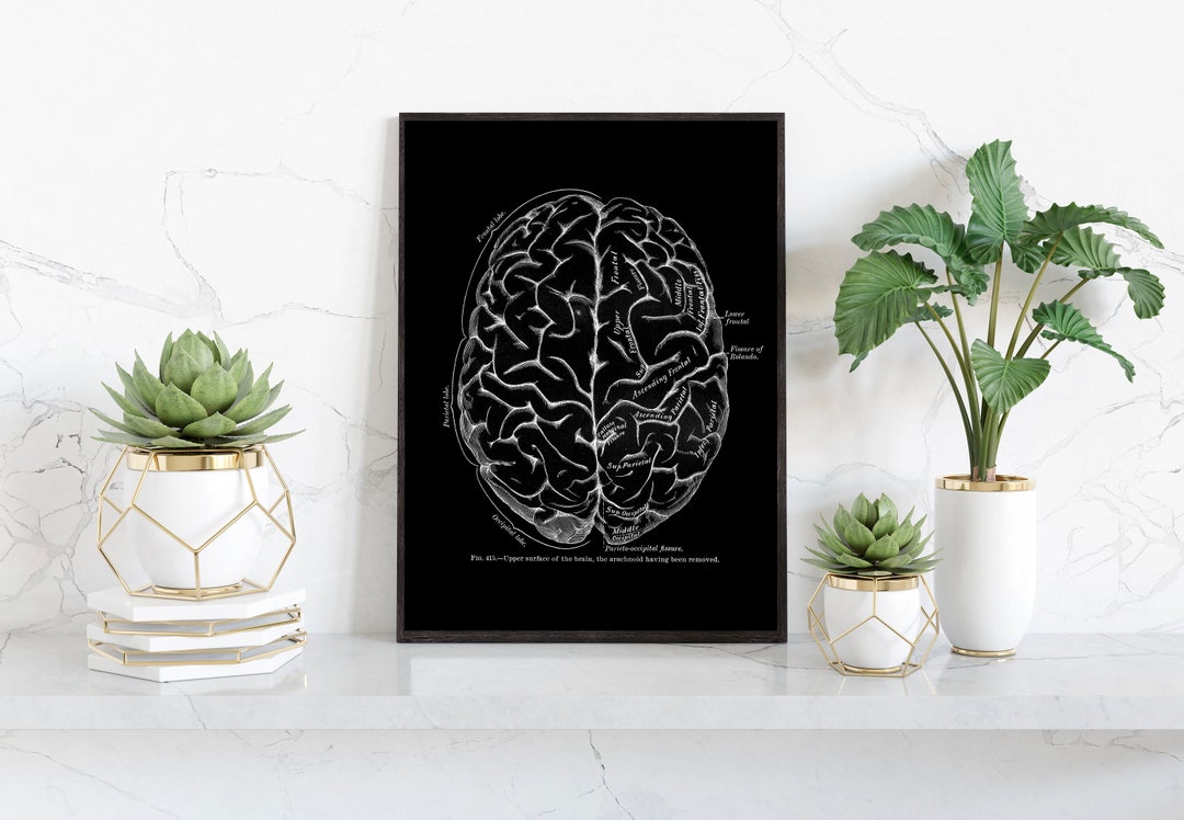 Vintage Brain Anatomy Art Print: Neurology Gift - Etsy