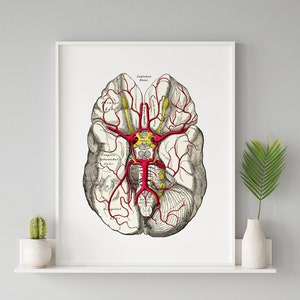 Vintage Human Brain Anatomy Art Print: Neurology Gift