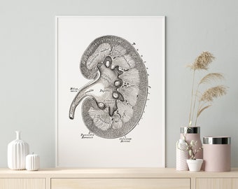 May include: A black and white anatomical illustration of a human kidney with labeled parts, including the renal pelvis, papillae, and calyces.