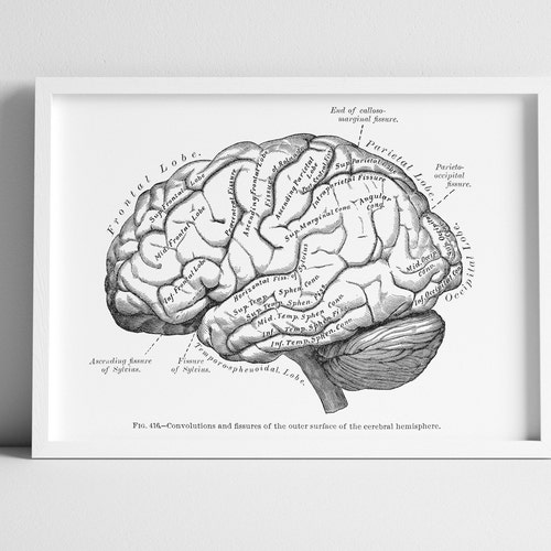 Brain Inferior Hemispheres Human Anatomy Neurology Art Print | Etsy