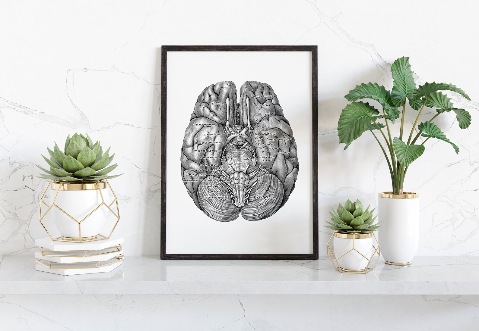 Brain Inferior Hemispheres Human Anatomy Neurology Art Print Vintage ...