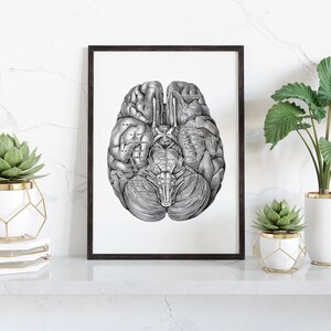 Brain Inferior Hemispheres Human Anatomy Neurology Art Print Vintage ...