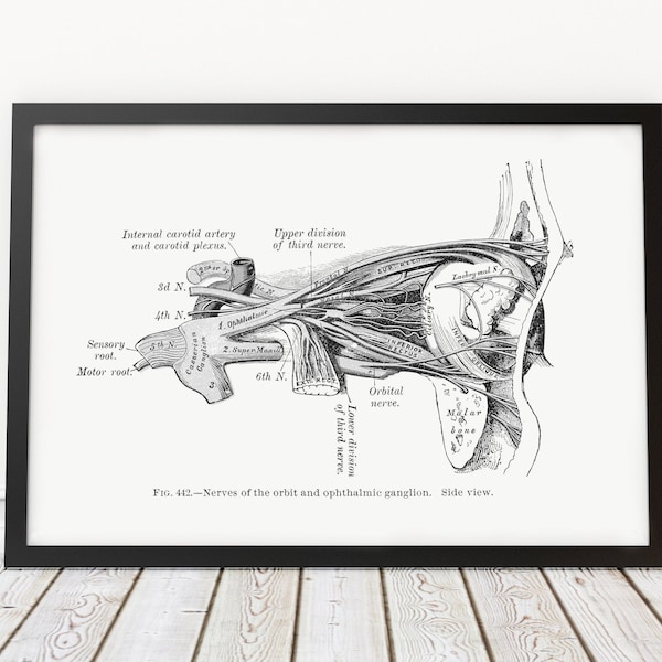 Eye Nerves of the Orbit and Ophthalmic Ganglion Optometry Ophthalmology Vintage Anatomy Art Print