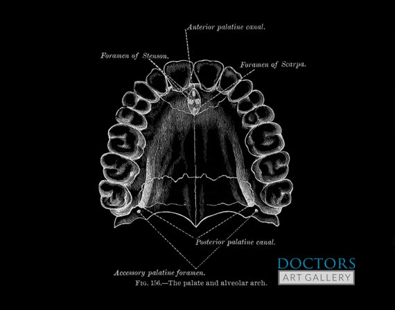 Alveolar Arch