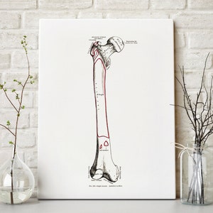 Femur Leg Bone Osteology Ortho Vintage Human Anatomy Art Print