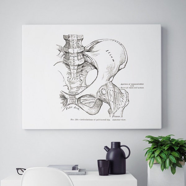 Pelvis Hip Joint Anterior Muscle Bone Osteology Vintage Anatomy Art Print