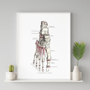 Dorsal Foot Bone Phalange Vintage Human Anatomy Art Print Podiatry Osteology Orthopedic Medical Drawing